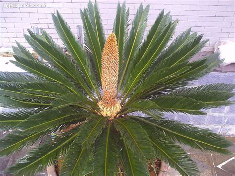 鐵樹開花結果|鐵樹花(蘇鐵科植物蘇鐵的花):形態特徵,雌花特徵,雄花。